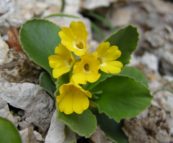 Primula auricula / Primula orecchia d''orso